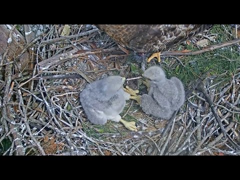 Presidio Red Tailed Hawk Cam ~ Let Me Try & Help You Bro & Pull This Out 4.28.18