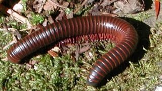 Masukfuzziblog Mitos Kaki Seribu Masuk Rumah