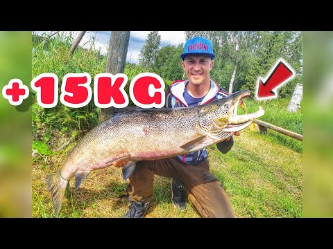 Valtava kojamo!! - Lohensoutua Muonionjoella