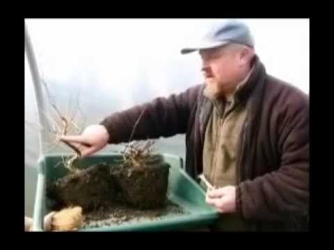 Growing Bonsai From Seed