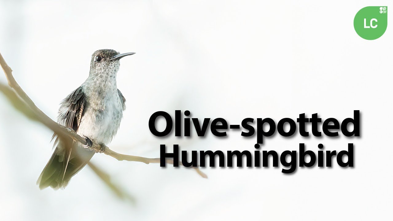 Gardens Thrive as Hummingbirds Boost North American Plant Diversity