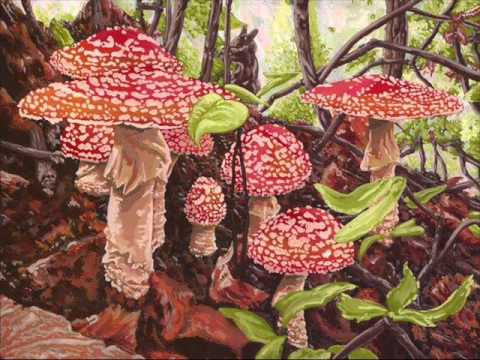 Optiloop - Live Set (Aurora Festival 2011)