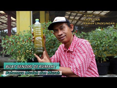 , title : 'Ramuan Ampuh, Pukul K.O Hama sampai Keok !!! Pestisida alami untuk Cabe Terong dan Tomat'