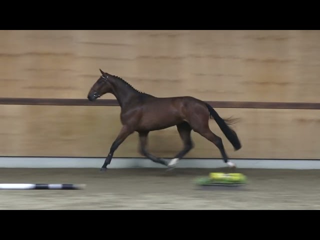 gaits
