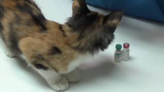 Vaccinating Kittens:Respiratory Viruses