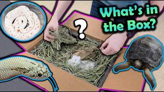 Unboxing Snakes and... Aldabra Tortoises?!