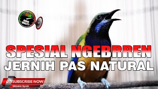 Download lagu SPESIAL FULL CUCAK CUNGKOK FULL NGEBREN DASYAT PANJANG JERNIH KASAR PAS UNTUK MASTERAN MURAI BATU mp3