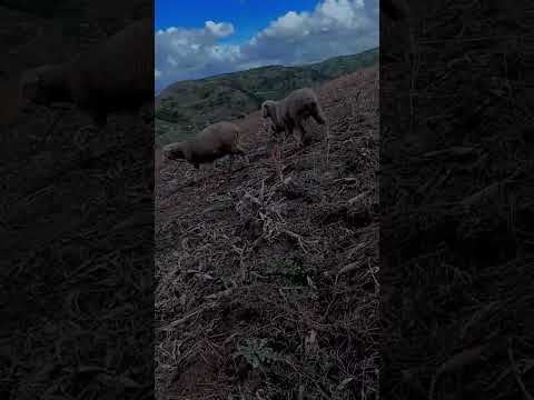 #colta #chimborazo #nature #compartetumundo #suscribete #fypシ゚viral #tiktok #youtube
