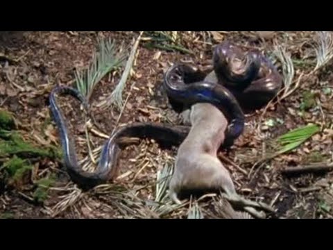 Attenborough in high quality Fully Grown Python eating a Deer #01