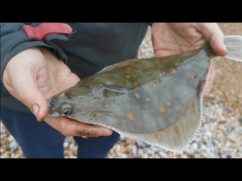 Beach fishing in Brighton for plaice - sea fishing UK 2021