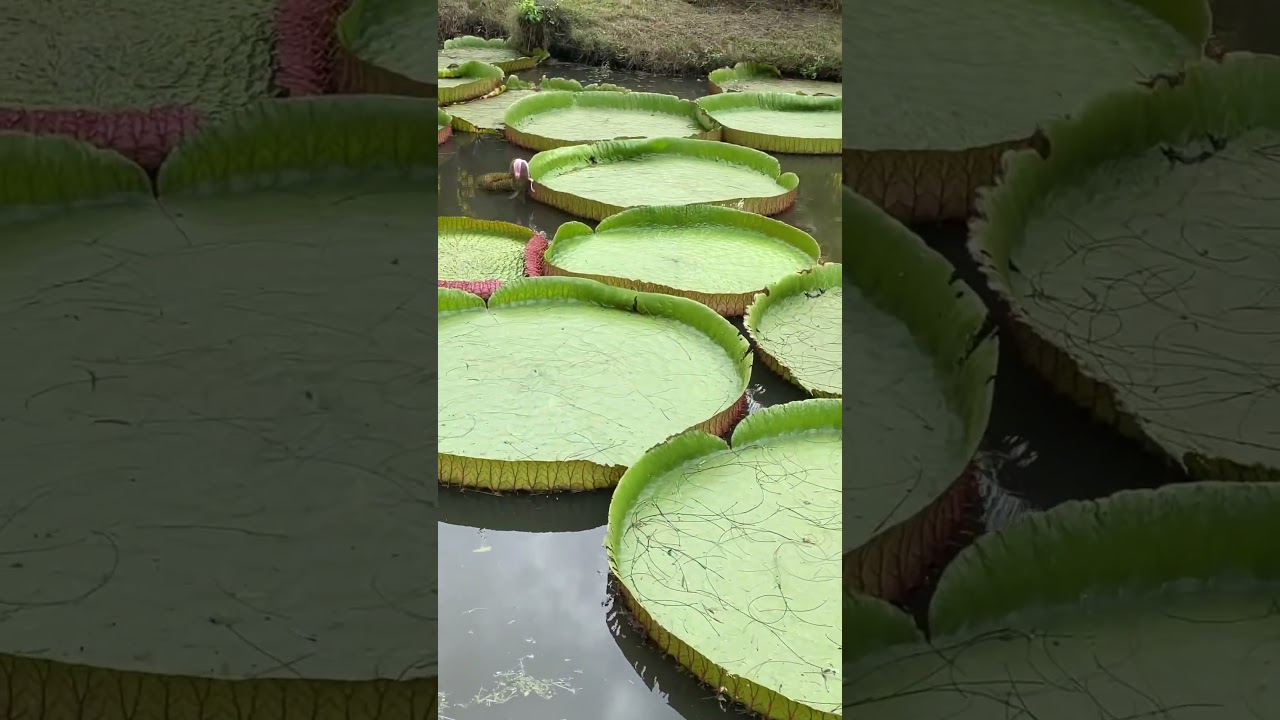 YouTube Short thumbnail