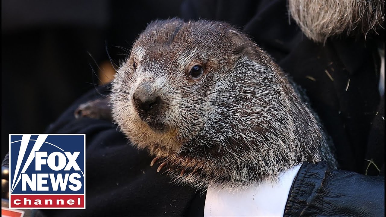 Punxsutawney Phil predicts six more weeks of winter during Groundhog Day celebration - Video
