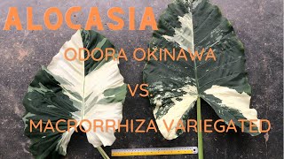 Alocasia odora Okinawa vs. macrorrhiza variegated ความแตก