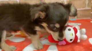 ハーフ犬の動画01