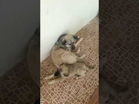 Marek & Mauro #doglover #dogs 🐕