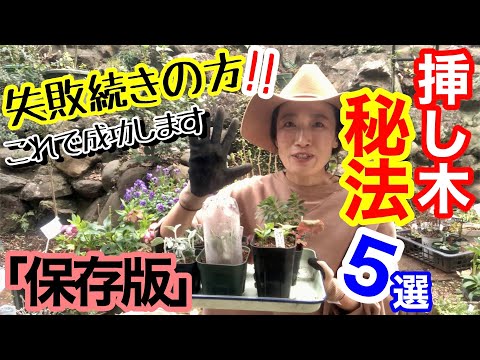 水中のフクシアから挿し木を取る方法のチュートリアル