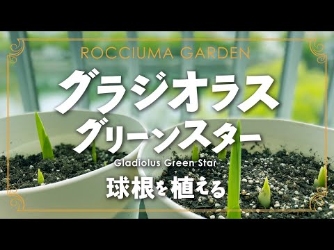 グラジオラスを植える：いつ、どのように行うか？全てをお伝えします！  庭園