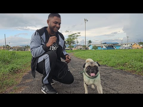 Nigel Gobin - D Dog And Cat [Official Music Video] (2024 Chutney Soca)