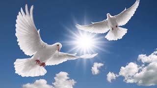 Luz Divina Roberto Carlos