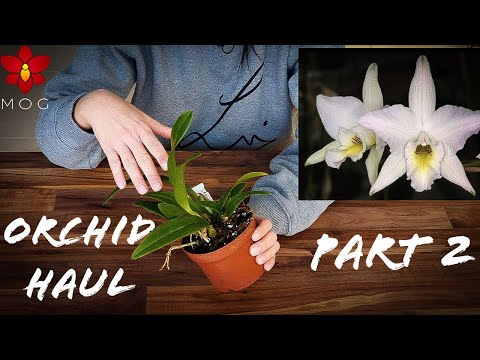 Birthday Orchid Haul Part #2 - ebay Orchidman