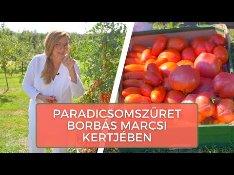 Paradicsomszüret Borbás Marcsi kertjében