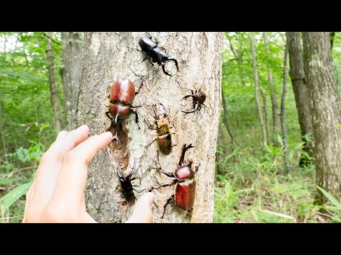 虫だらけの、最高の山林を手に入れた