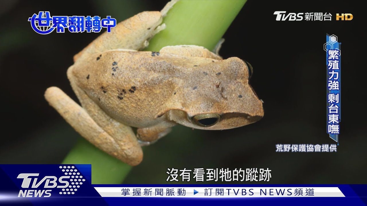 外來種「斑腿樹蛙」繁殖力強 只剩台東沒出現 蝌蚪期就競爭