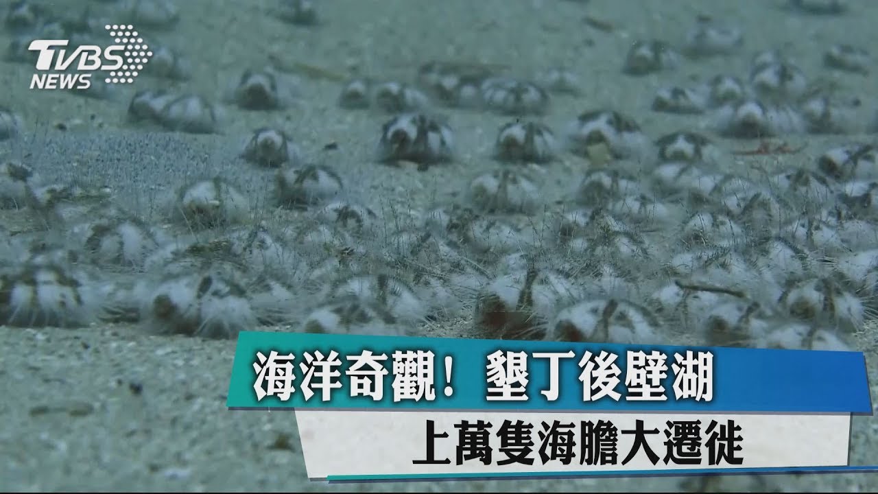 海洋奇觀！　墾丁後壁湖上萬隻海膽大遷徙