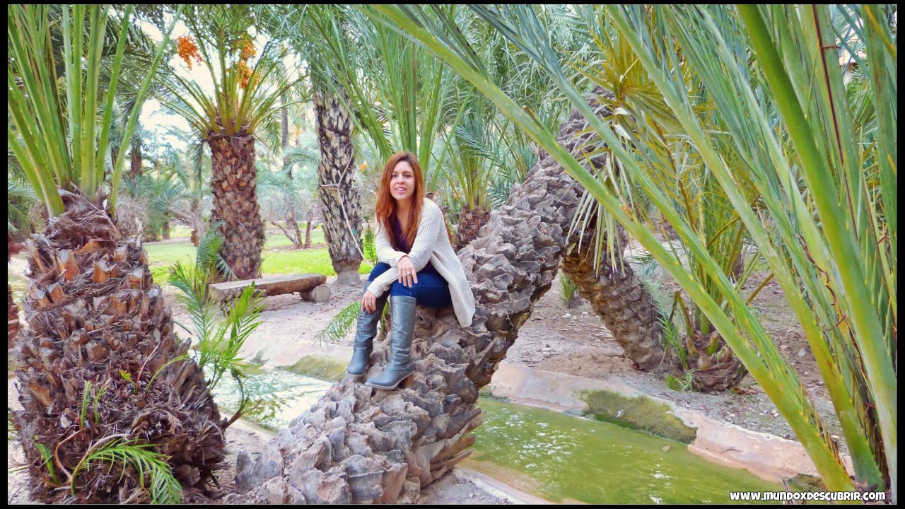 ¿Qué ver y visitar 1 día en Elche | Alicante, España