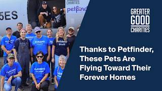 Thanks to Petfinder, These Pets Are Flying Toward Their Forever Homes