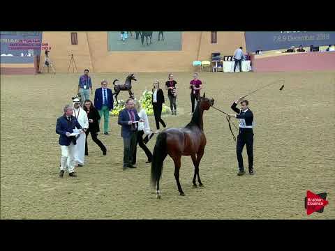 260 HIYAM AL JOOD - 21st Qatar National 2018