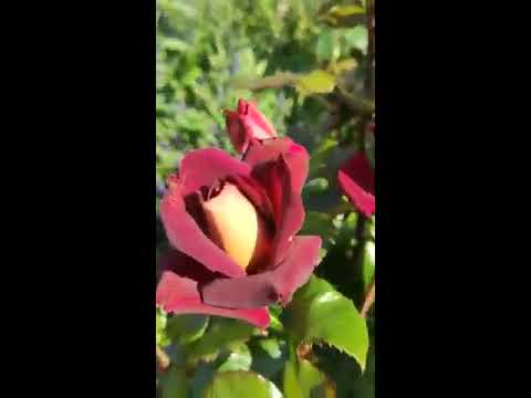 Красная роза Эдди Митчел