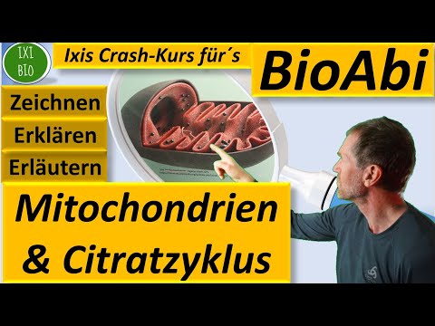 Citratzyklus der Zellatmung - Bau und Funktion von Mitochondrien -  Zitronensäurezyklus Bioabi 2022