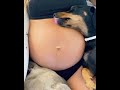 Dog Likes To Lick Pregnant Woman S Belly 1151873
