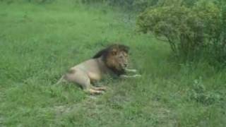 preview picture of video 'Safari: Pride of Male Lions at Rest'