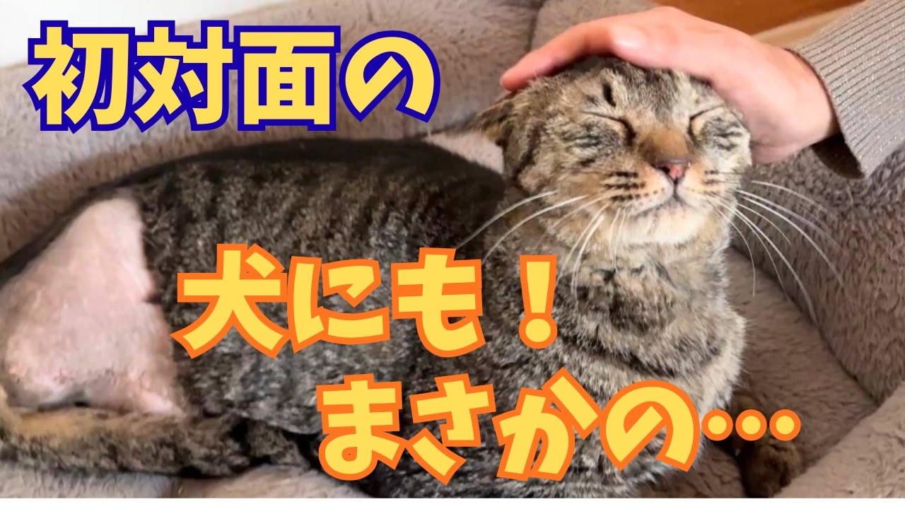【154】お家で愛されていた猫だよね？事故に遭っても迎えが来なかった保護猫が人も猫も犬にも驚きの対応⭐︎