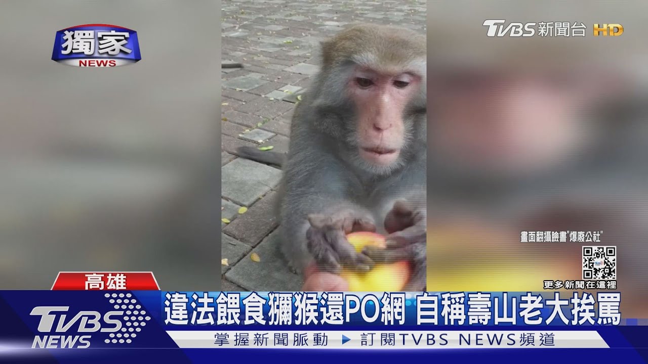 自稱壽山老大!民眾違法餵食獼猴還PO網 網友炸鍋:欠罵