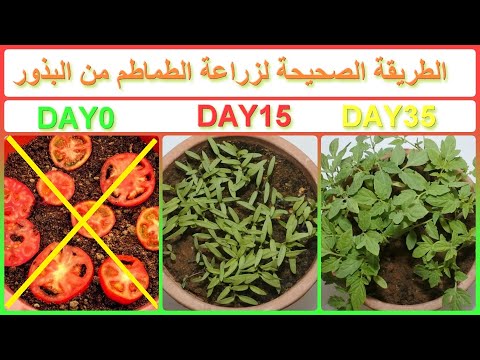 زراعة وتكاثر الطماطم من العقل