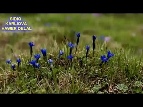 SIDIQ KARLIOVA - HAWER DELAL EMİNE AHMET