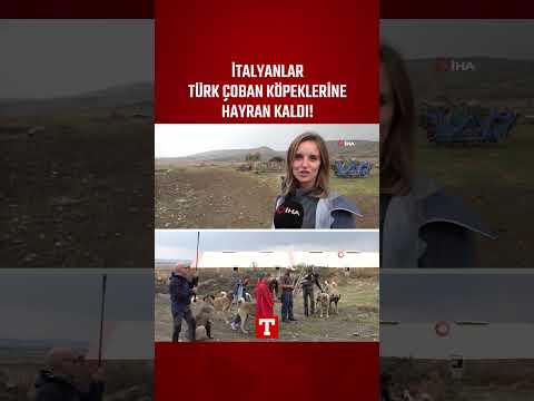 İtalyanlar Türk Çoban Köpeklerine Hayran Kaldı: “Sizin Köpekler Kurdun Üzerine Gidiyor”
