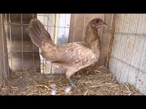 Chocolate 🍫 Henny Hen