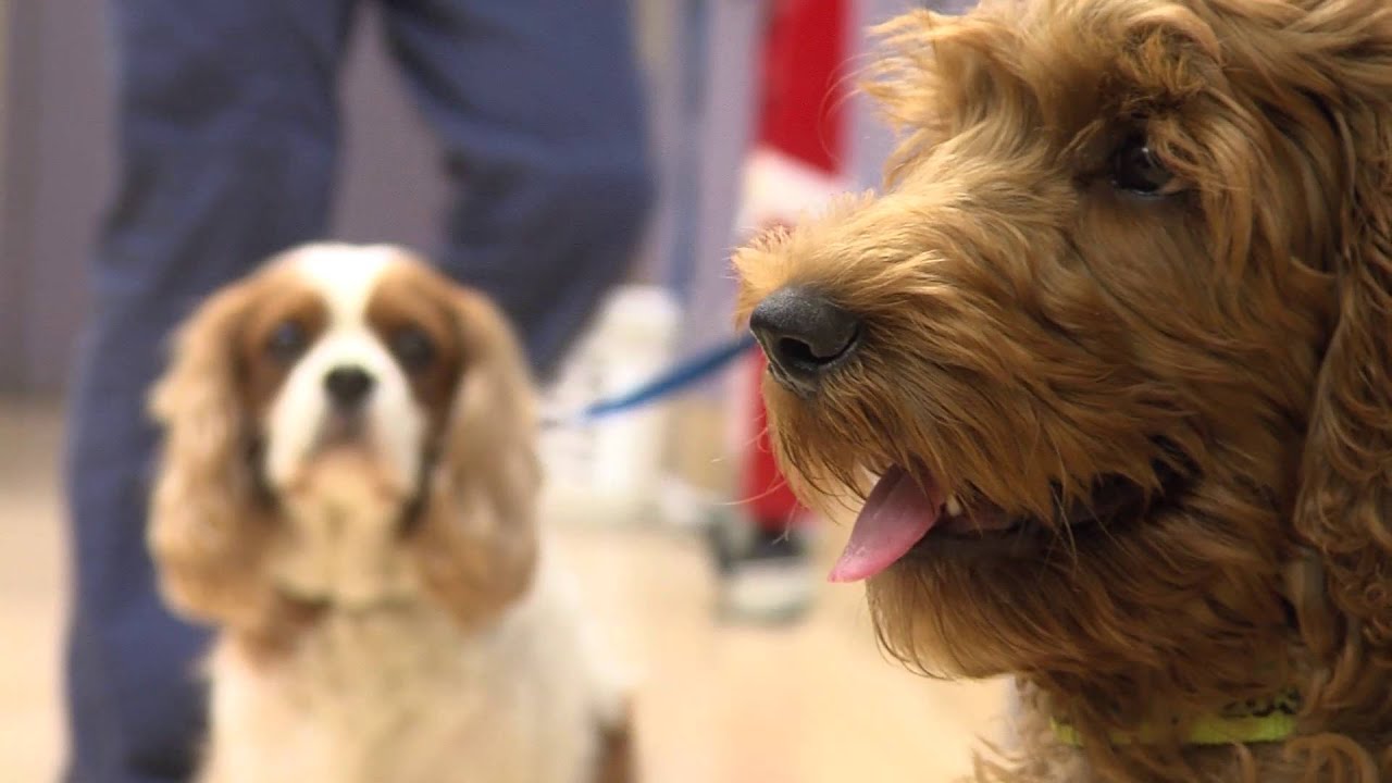 Volunteer opportunities at the SF SPCA.