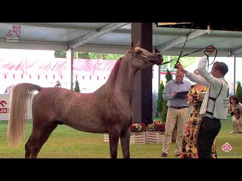 N 84 CHAOS JUPITER   2020 PRIDE OF POLAND   42nd Arabian Horse National Show   2 3 Years Old Colts C