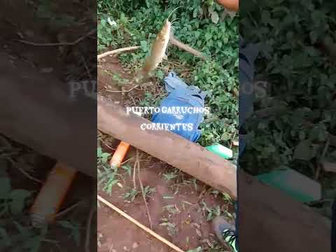 pescando de costa en puerto garruchos ctes  26/10/25