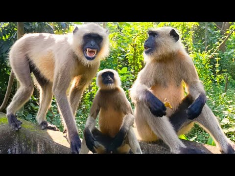 SMM STUDIO and SMM FAMILY