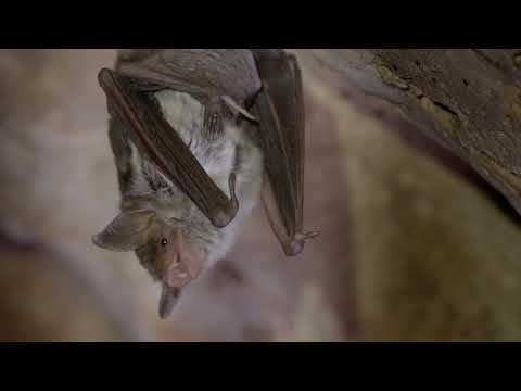 Krka Wild Nature - Mammals