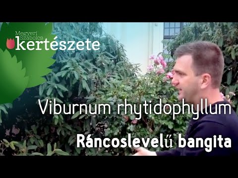 Ráncoslevelű bangita -  Viburnum rhytidophyllum - Megyeri Szabolcs online Kertészet Győr