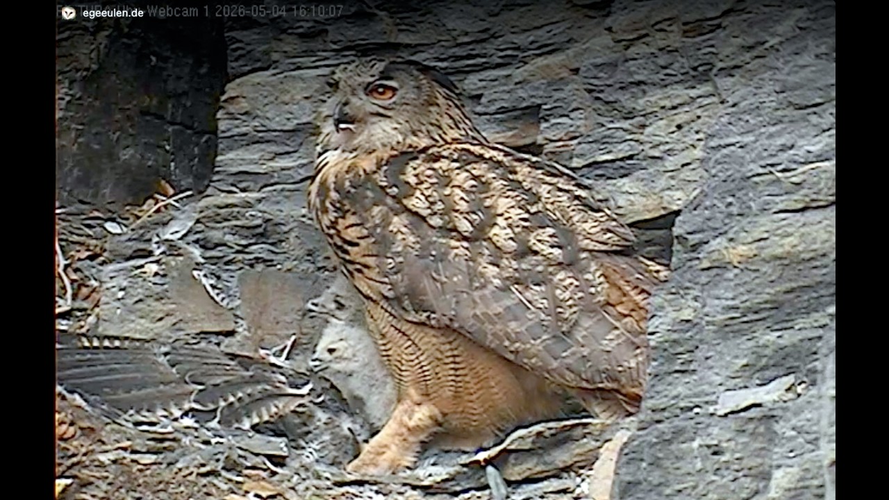 Live webcam view of Cámara del Nido del Búho Real
