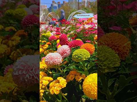 shalawat Busyro || Hong kong Flower show 2025 || taman bunga || #fleur #fiore #dahlia