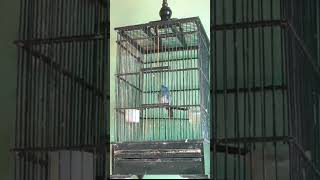 Download lagu burung selendang biru trotol belajar bunyi mp3